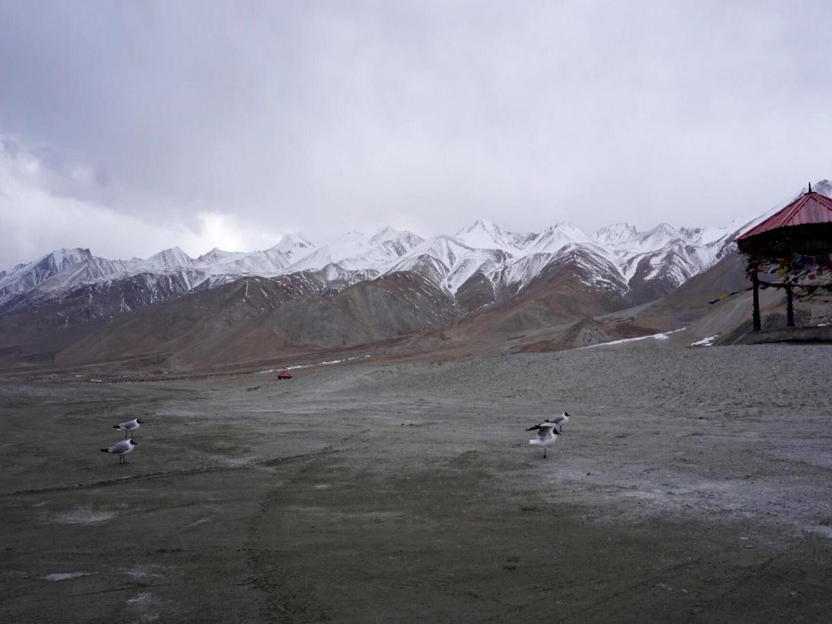 Spangmik Pangong Delight Camps And Cottages מראה חיצוני תמונה